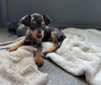 Prachtige dwerg pinscher pup ( merle reutje), Dieren en Toebehoren, België, Overige rassen, CDV (hondenziekte), 8 tot 15 weken