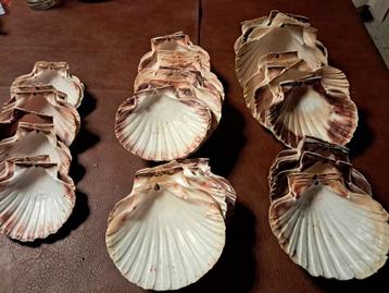 Coquilles st jacques 
