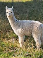 Alpaca merrie, Dieren en Toebehoren, April, Vrouwelijk