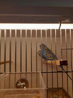 Koppel  blauw grasparkieten, Dieren en Toebehoren, Geringd