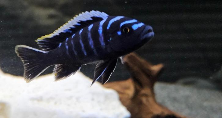 Cynothylapia ndonga deep malawi cichliden, Dieren en Toebehoren, Vissen | Aquariumvissen, Zoetwatervis, Vis