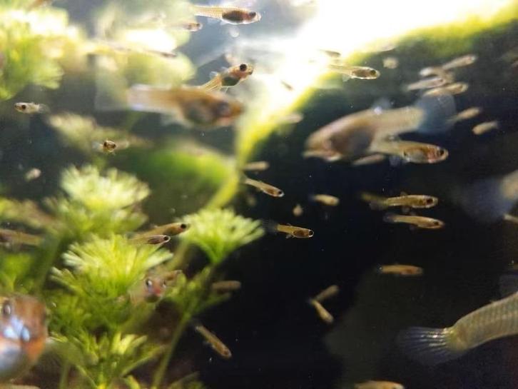 Endler Guppy kleintjes, Dieren en Toebehoren, Vissen | Aquariumvissen, Zoetwatervis, Vis