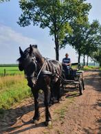 friese paarden, Dieren en Toebehoren, Paarden