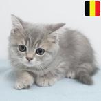 Britse Korthaar (Blue Gold/Tabby) - kittens te koop, Gechipt, 0 tot 2 jaar, Kater