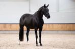 Drachtige elite merrie te koop, Dieren en Toebehoren, Paarden, Merrie, Gechipt, Dressuurpaard, 7 tot 10 jaar