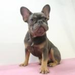 Franse Bulldog pups te koop, CDV (hondenziekte), Meerdere, Meerdere dieren, Buitenland