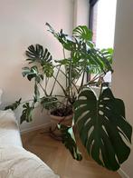 Gatenplant / Monestera - 1m50 hoog, Huis en Inrichting, Kamerplanten, Ophalen
