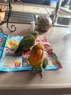 2 Handtamme dwergpapegaaitjes, Dieren en Toebehoren, Geslacht onbekend, Dwergpapegaai of Agapornis, Pratend