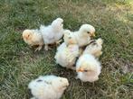 Nog 4 USA mottled kuikens beschikbaar, Dieren en Toebehoren, Geslacht onbekend, Kip