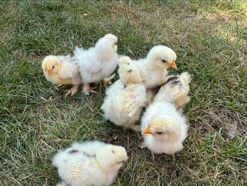 Nog 4 USA mottled kuikens beschikbaar, Dieren en Toebehoren, Pluimvee, Kip, Geslacht onbekend