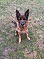 Duitse herder teef, 6 jaar of ouder, Fokker | Hobbymatig, Buitenland, Eén hond