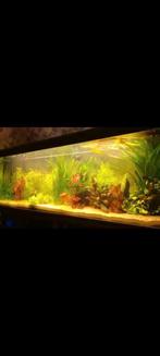 aquarium 2 meter, Dieren en Toebehoren, Vissen | Aquaria en Toebehoren, Ophalen of Verzenden, Zo goed als nieuw