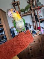 Caique a cuisse verte, Geslacht onbekend, Dwergpapegaai of Agapornis, Geringd