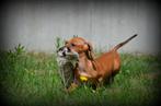 Teckel pups kaninchen, Kaninchen, België, CDV (hondenziekte), 8 tot 15 weken