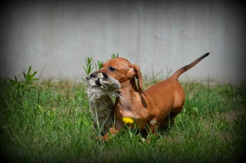 Teckel pups kaninchen, Dieren en Toebehoren, Honden | Teckels en Dashonden, Meerdere dieren, Korthaar, Kaninchen, Fokker | Professioneel