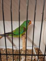 Swift parkiet, Animaux & Accessoires, Oiseaux | Perruches & Perroquets, Mâle, Perruche, Bagué