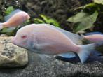 Malawi cyrtocara moorii ALBINO