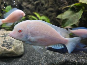 Malawi cyrtocara moorii ALBINO beschikbaar voor biedingen