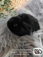 Baby minilop lapin mâle de race pure (transport possible), Mâle, Nain, Oreilles tombantes, 0 à 2 ans