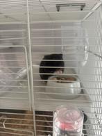 Goudhamster, Dieren en Toebehoren, Knaagdieren, Mei, Geslacht onbekend, Hamster