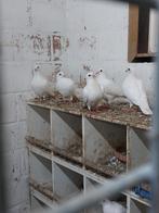 Mooie witte reisduiven., Dieren en Toebehoren, Vogels | Duiven, Meerdere dieren, Postduif