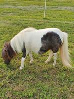 Shetland stamboekmerrietje, Dieren en Toebehoren, Merrie, Gechipt, 0 tot 2 jaar, A pony (tot 1.17m)