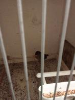 Te koop kanarie man, Dieren en Toebehoren