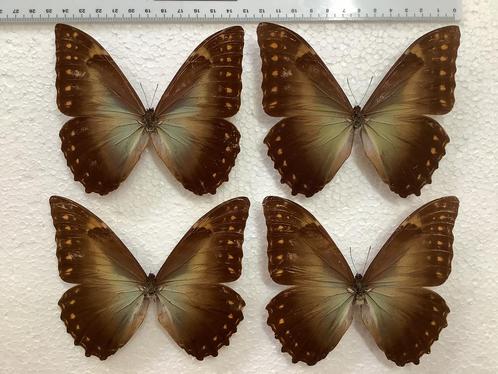 MORPHO AMPHYTRION, zeldzaam, 40 € /ex., Verzamelen, Dierenverzamelingen, Zo goed als nieuw, Ophalen of Verzenden
