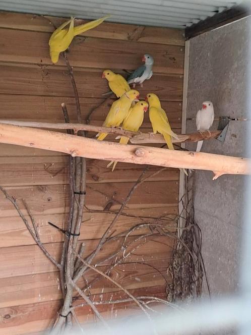 Halsbandparkieten, Dieren en Toebehoren, Vogels | Parkieten en Papegaaien, Geringd