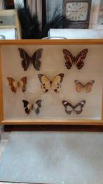un cadre en bois avec divers papillons, Maison & Meubles, Enlèvement, Neuf