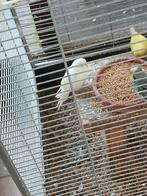 Jonge grasparkieten,  net uigevlogen of nog in blok