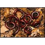 Millipede,spider,.., Dieren en Toebehoren, Spin of Schorpioen