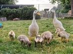 Prachtige natuurbroed loopeendjes te koop, Dieren en Toebehoren, Eend
