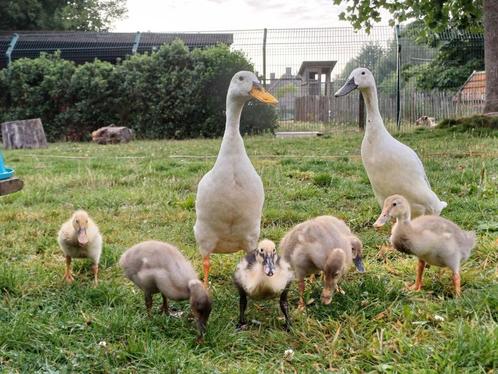Prachtige natuurbroed loopeendjes te koop, Dieren en Toebehoren, Pluimvee, Eend
