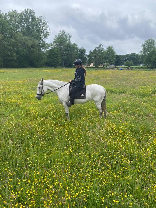 Zeer lieve merrie, Dieren en Toebehoren, Paarden, Merrie, Zadelmak, Minder dan 160 cm, 7 tot 10 jaar, Recreatiepaard, Gechipt