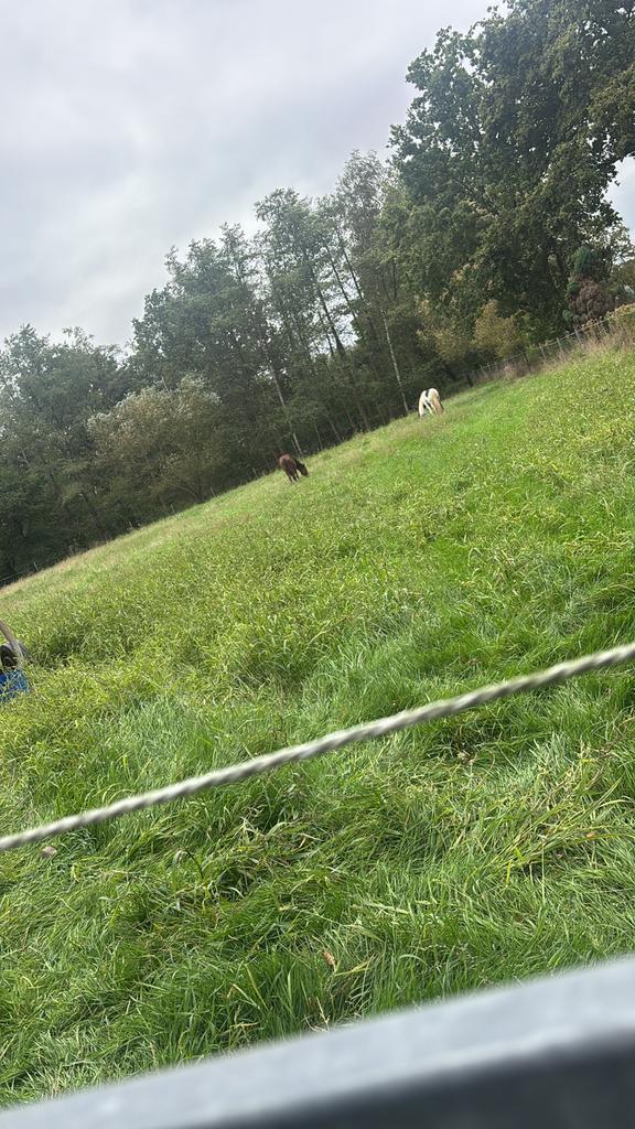 1 weideplaats, Dieren en Toebehoren, Stalling en Weidegang