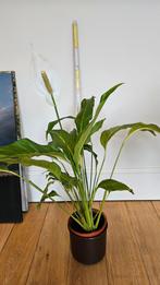 Lepelplant (Spathiphyllum) mooie gezonde volwassen plant70cm, Huis en Inrichting, Kamerplanten, Ophalen