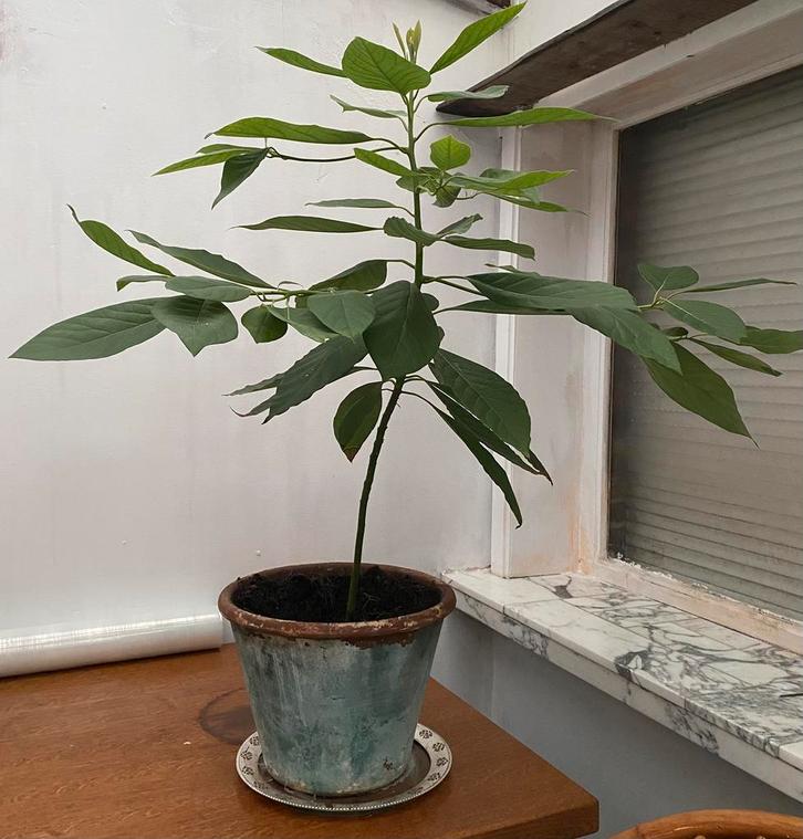 avocadoboom in een kleipot, Tuin en Terras, Planten | Bomen, Ophalen