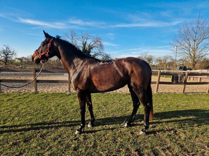 4 jarige allround merrie., Animaux & Accessoires, Chevaux, Jument, Débourré