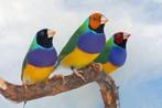 Gouldamadines Natuurbroed, Geringd