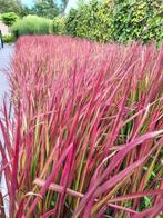 Imperata Red Baron - Japans Bloedgras, Tuin en Terras, Planten | Tuinplanten, Ophalen, Vaste plant, Siergrassen, Bloeit niet