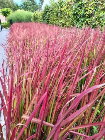 Imperata Red Baron - Japans Bloedgras beschikbaar voor biedingen