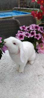 Mooi raszuivere minilops, Vrouwelijk, Middelgroot, Hangoor, 3 tot 5 jaar