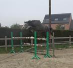 Buitenkansje beloftevolle BWP ruin, Dieren en Toebehoren, Paarden, Springpaard, Gechipt, Ruin, Zadelmak