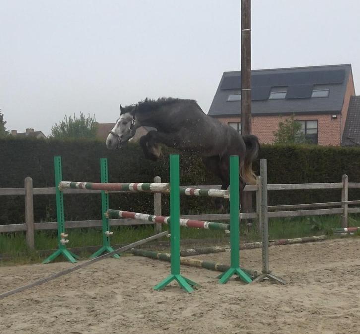 Buitenkansje beloftevolle BWP ruin, Dieren en Toebehoren, Paarden, Ruin, Zadelmak, 160 tot 165 cm, 3 tot 6 jaar, Springpaard, Met stamboom