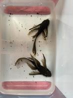 2 volwassen longfin ancistrus mannen wildkleur, Dieren en Toebehoren, Vis, Zoetwatervis, Schoolvis