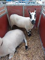 Zoekt u nog een scheerder bel gerust 0471 34 90 56
