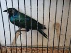 Mannelijke groenstaart glansspreeuw van 2023, Dieren en Toebehoren, Vogels | Overige Vogels, Mannelijk, Tropenvogel