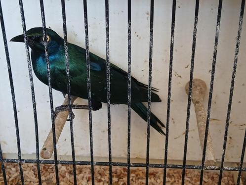 Mannelijke groenstaart glansspreeuw van 2023, Dieren en Toebehoren, Vogels | Overige Vogels, Tropenvogel, Mannelijk