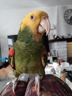 Amazone Auratrix male grand Parleur de 6ans très gentil, Dieren en Toebehoren, Pratend
